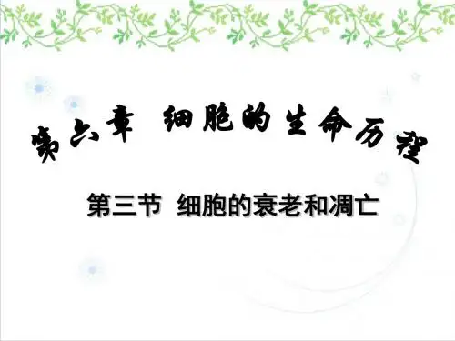 【优课】人教版高中生物必修一第6章第3节 细胞的衰老和凋亡  课件(共33张PPT) - 最新