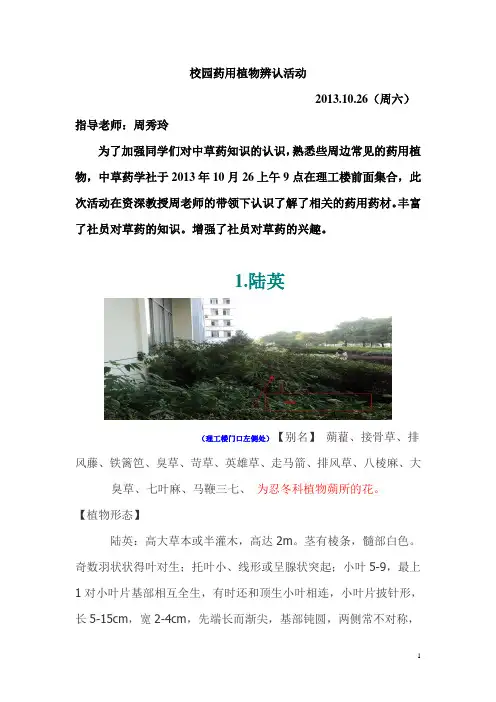 校园辨认的植物汇总