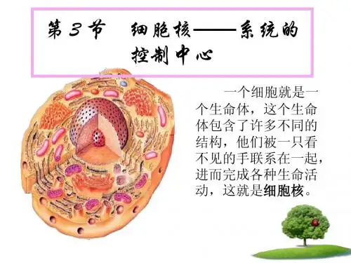 (推荐)3.3细胞核--系统的控制中心