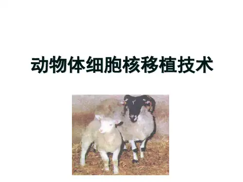 2.2.1 动物体细胞核移植技术