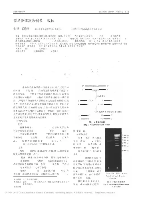 简易快速高效制备T载体