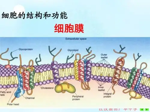 细胞的结构和功能-细胞膜