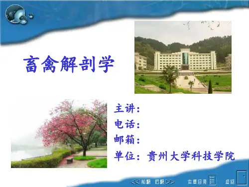 畜禽解剖学-1绪论和内脏概论