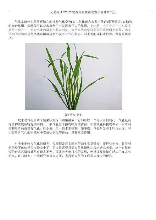 艾尼提ANYTY携式显微镜观察小麦叶片气孔