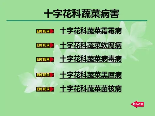 十字花科蔬菜病害防治