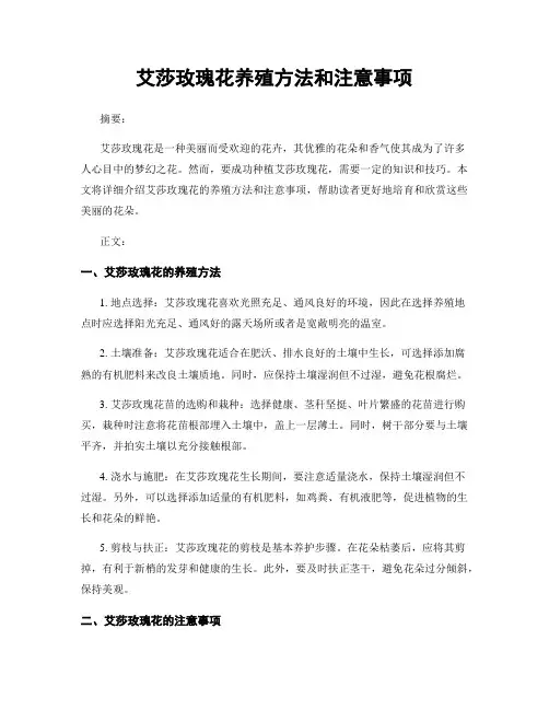 艾莎玫瑰花养殖方法和注意事项
