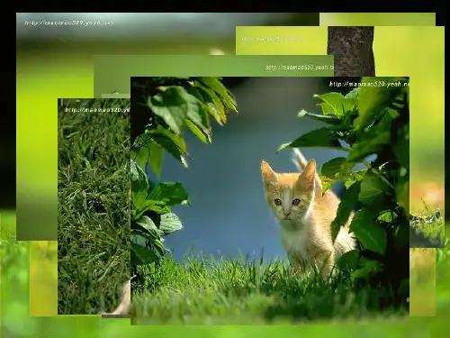 13课猫PPT课件