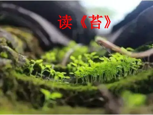 读《苔》(袁枚)
