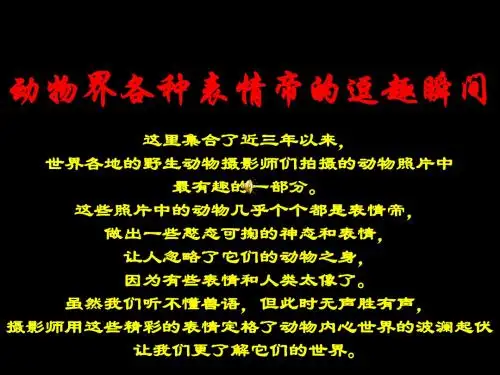 动物界各种表情帝的逗趣瞬间95557-34页PPT资料