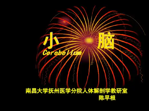 08小脑间脑