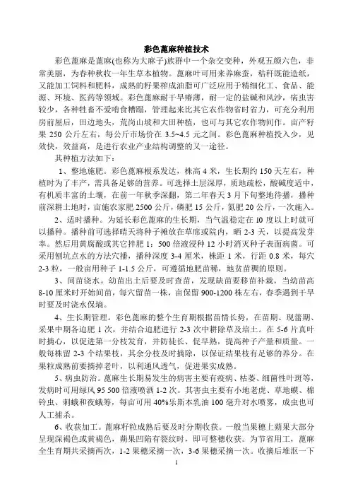 彩色蓖麻种植技术