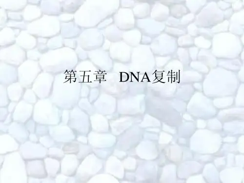第四章 DNA复制