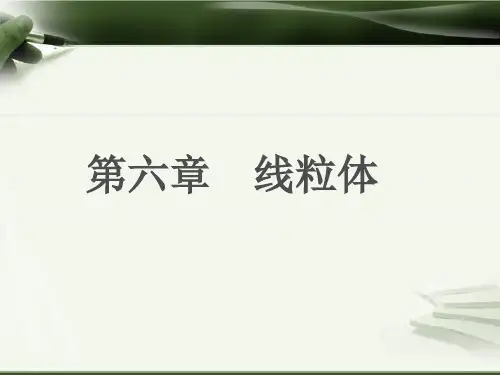 第6章 线粒体与细胞的能量转换