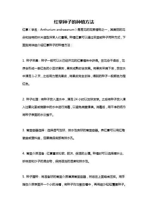 红掌种子的种植方法