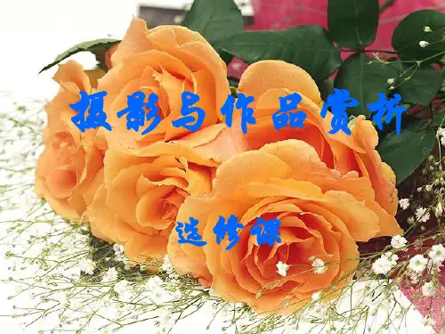 摄影与作品赏析