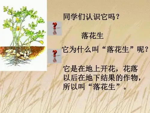五年级语文落花生2