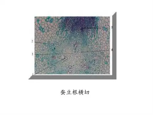 植物实验切片观察-82页PPT文档资料共82页文档