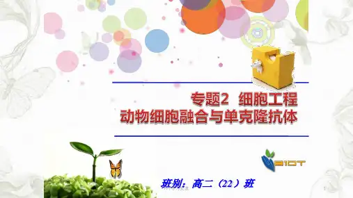 动物细胞融合与单克隆抗体ppt课件