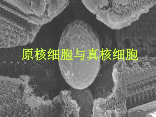 原核细胞与真核细胞