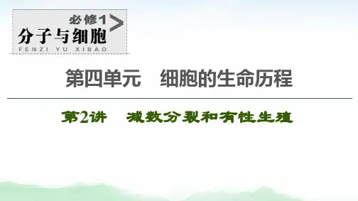 2021版高考生物(苏教版)一轮复习课件:必修1 第4单元 第2讲 减数分裂和有性生殖