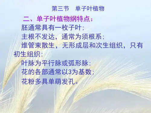 植物学12.7种子植物分类--单子叶植物纲