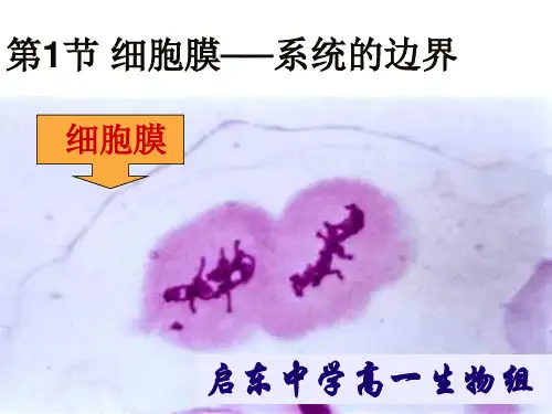 生物：3.1《细胞膜──系统的边界》课件(新人教版必修1)