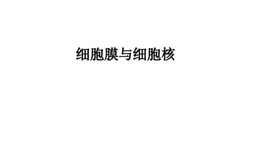 新高考全国通用生物一轮知识点复习1.2.1细胞膜与细胞核