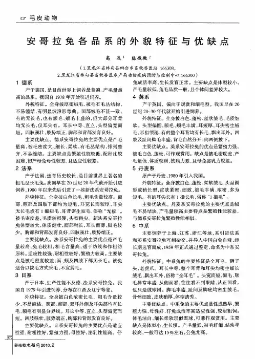 安哥拉兔各品系的外貌特征与优缺点
