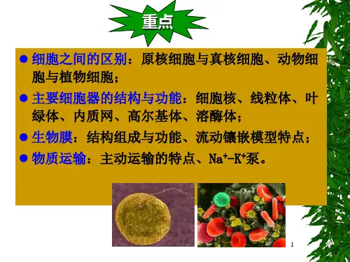 细胞的基本形态结构与功能