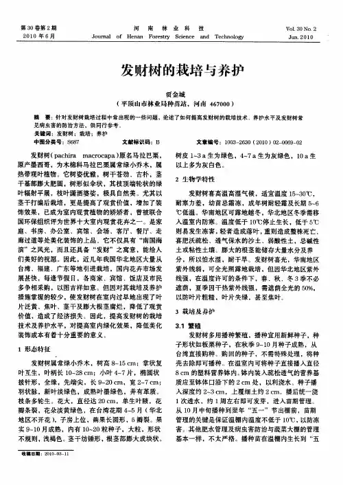 发财树的栽培与养护