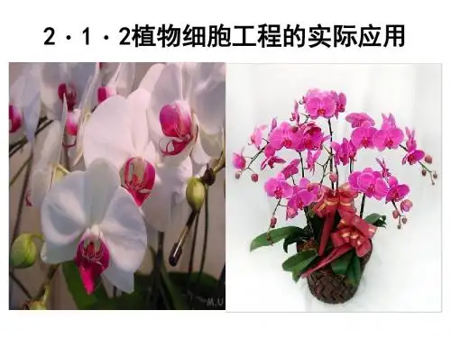 植物细胞工程的实际应用