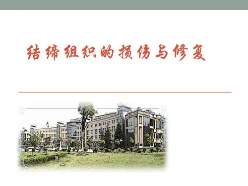 结缔组织的损伤与修复 ppt课件