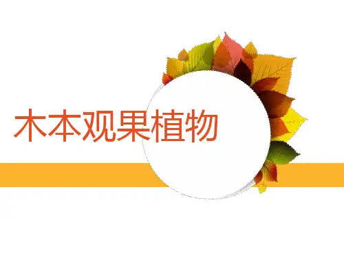 观果植物
