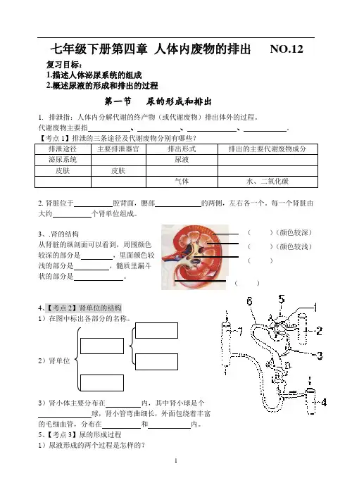 七下第四章人体内废物的排出