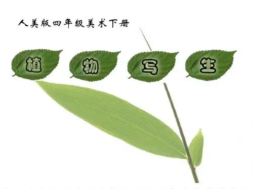 四年级下册美术课件-1植物写生 |人美版 (共23张PPT)