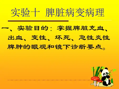 实验十二-脾脏病变病