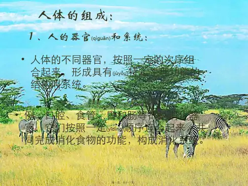 七年级生物上册《人体的组成》课件