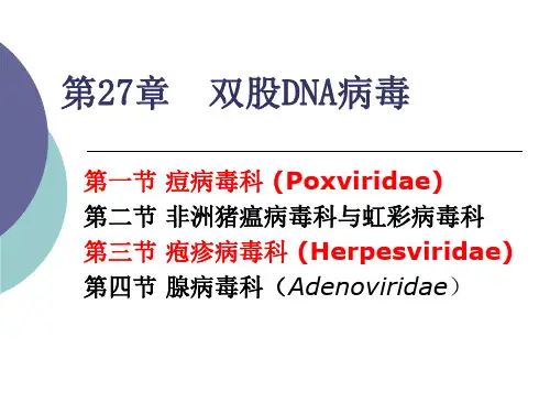双股DNA病毒ppt课件