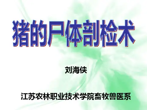 猪的尸体剖检术