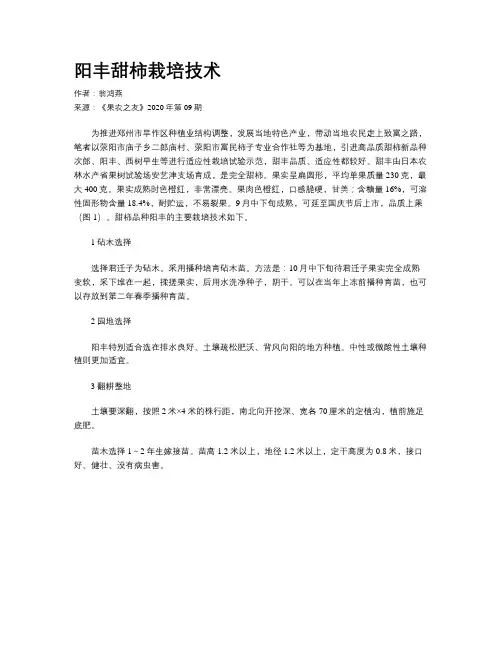 阳丰甜柿栽培技术