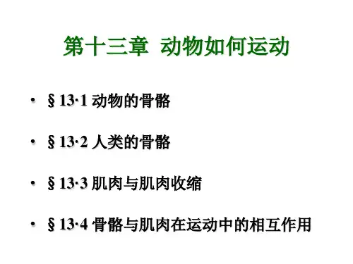 13-动物如何运动