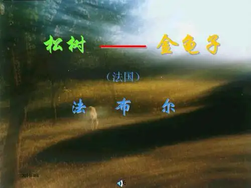 松树金龟子课件