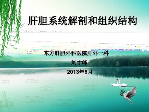 肝胆系统解剖和组织结构