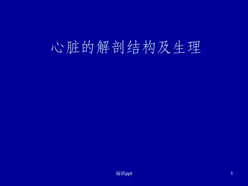 心脏的解剖结构及