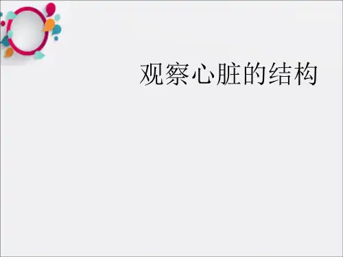 《观察心脏结构》PPT课件