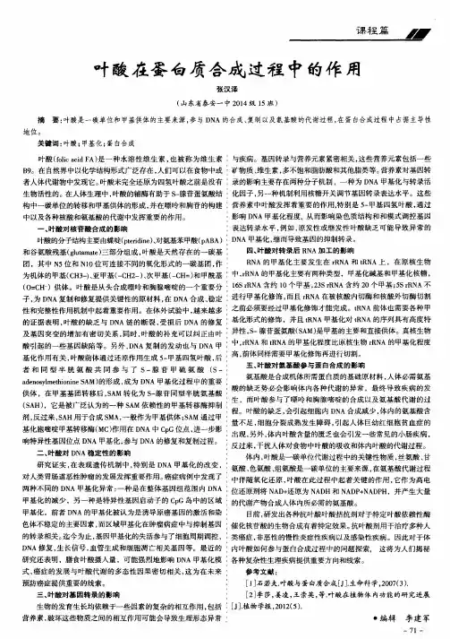 叶酸在蛋白质合成过程中的作用 2
