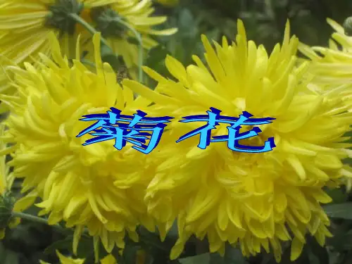 黄巢菊花