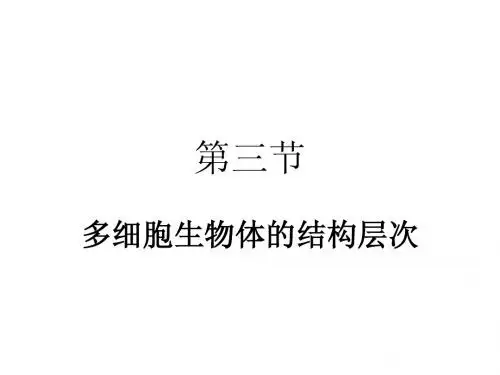 第三节 多细胞生物的结构层次