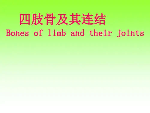 四肢肌 系统解剖学PPT课件