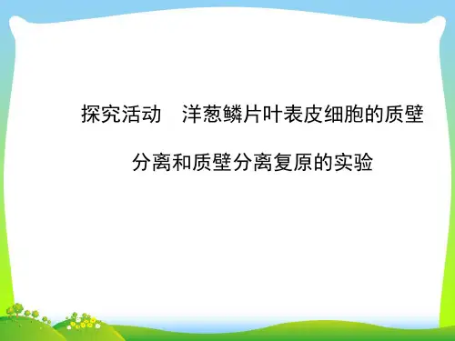 探究活动洋葱鳞片叶表皮细胞的质壁分离和质壁分离复原-课件